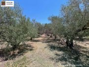 Sivas Professioneller Olivenhain in Anadasmos Siva– Gelegenheit zur landwirtschaftlichen Nutzung und Gewächshausprojekt Grundstück